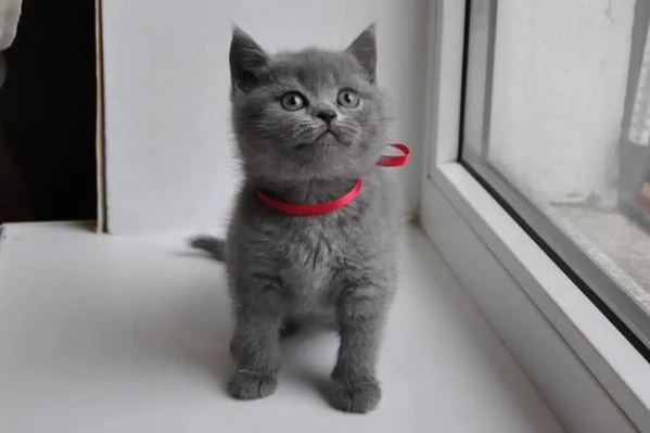 Gattini British Shorthair  | Foto 1