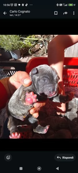Mastino napoletano 