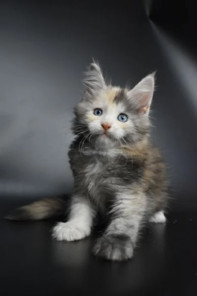 Maine Coon | Foto 2