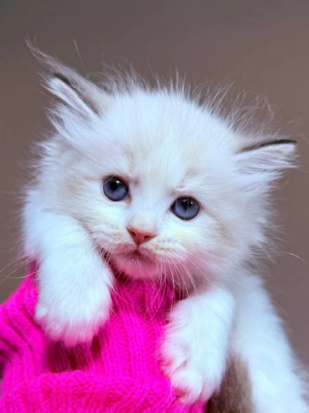 gattini ragdoll