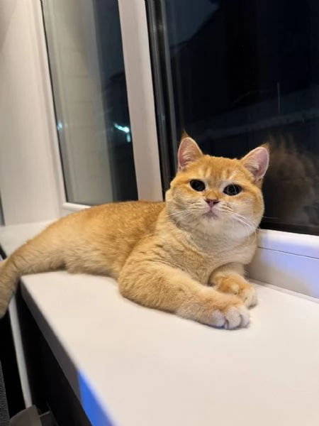 Scottish_Munchkin_Britannico_ | Foto 0