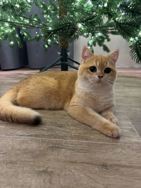 Scottish_Munchkin_Britannico_