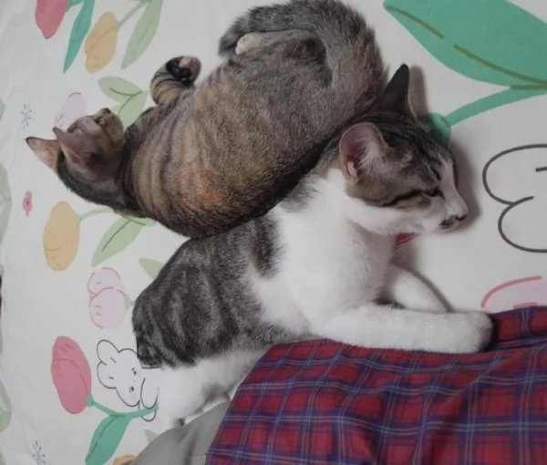 gattina