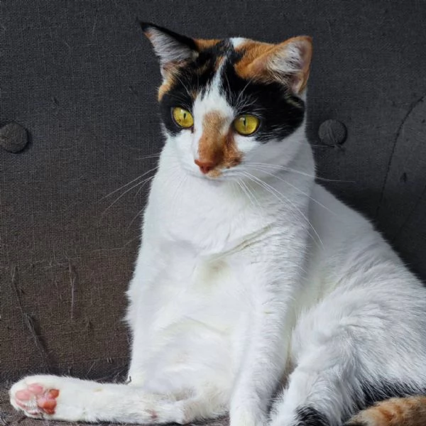 gattina | Foto 0