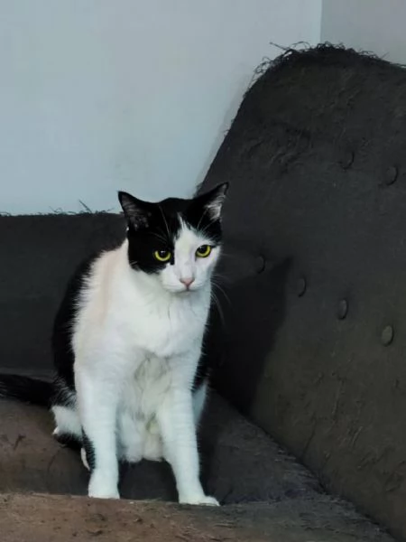 gattina