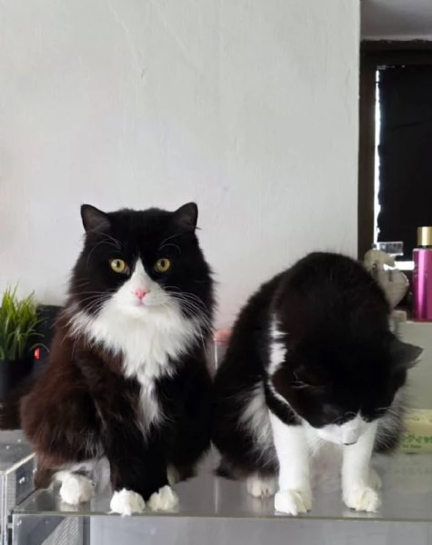 gatte | Foto 0