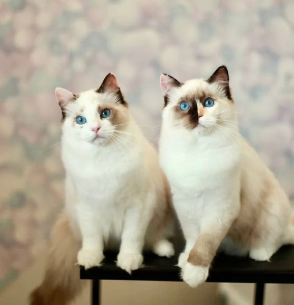 Ragdoll | Foto 3