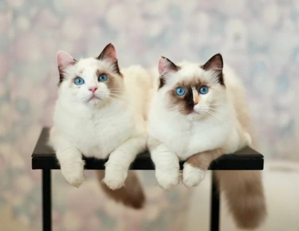 Ragdoll | Foto 2
