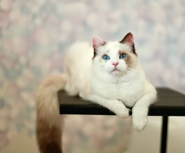 Ragdoll | Foto 1