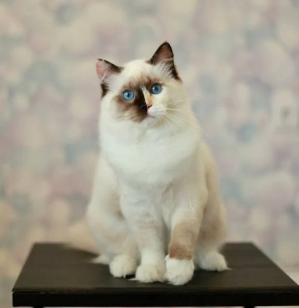 Ragdoll | Foto 0