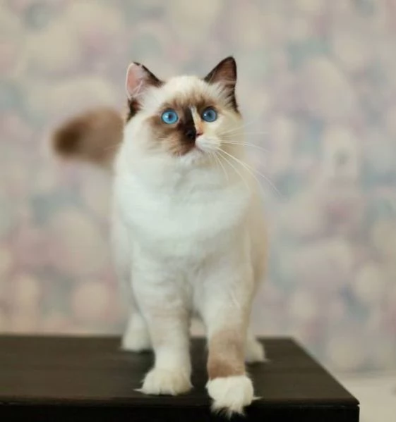 Ragdoll