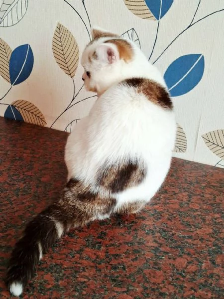 Scottish Fold | Foto 2