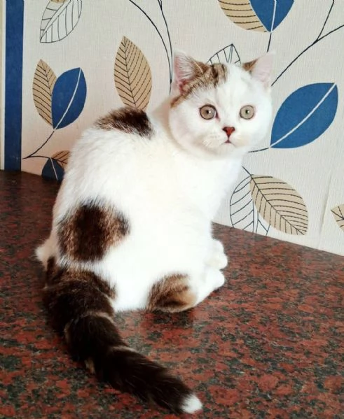 Scottish Fold