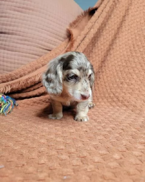 cuccioli di bassotto | Foto 1