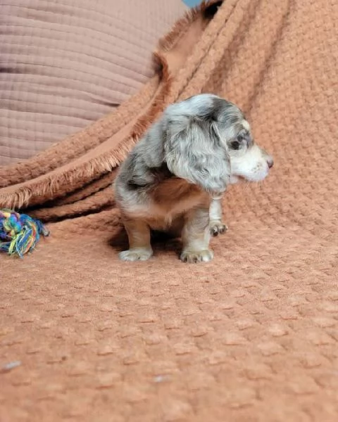 cuccioli di bassotto | Foto 0