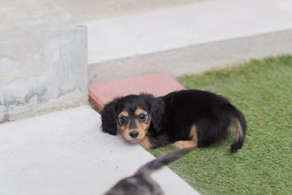 cuccioli di bassotto | Foto 5