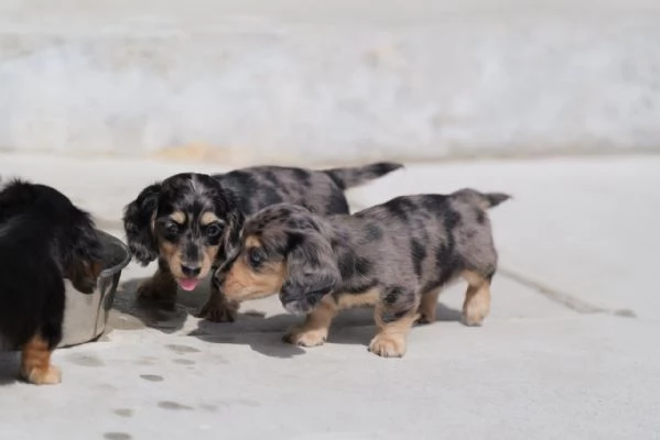 cuccioli di bassotto | Foto 1