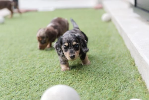 cuccioli di bassotto