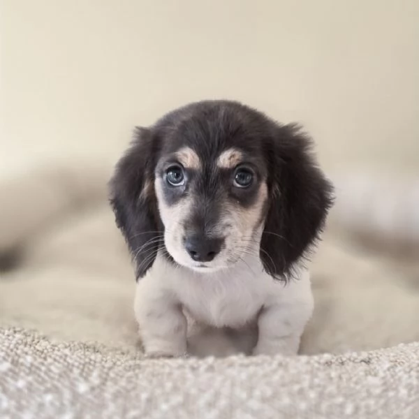 cucciolo di bassotto | Foto 3