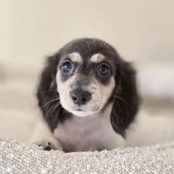 cucciolo di bassotto | Foto 1