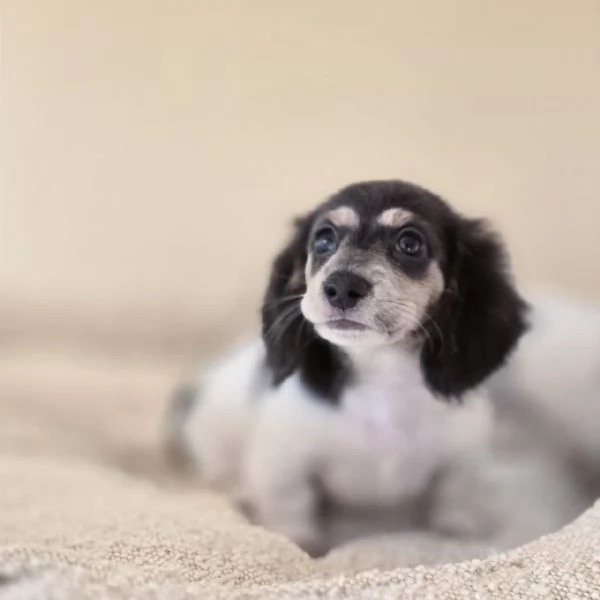 cucciolo di bassotto