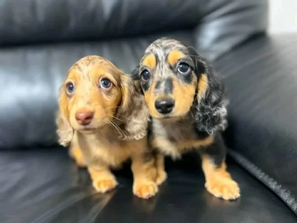 Cuccioli di bassotto | Foto 2