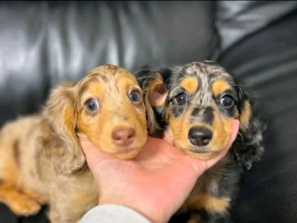 Cuccioli di bassotto | Foto 1