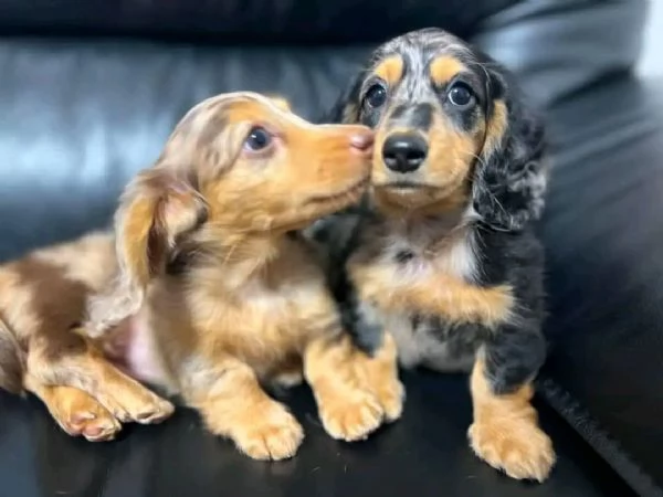 Cuccioli di bassotto | Foto 0