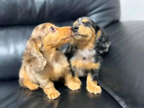 Cuccioli di bassotto