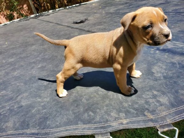 cuccioli maltesi | Foto 2