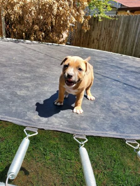 cuccioli maltesi | Foto 1