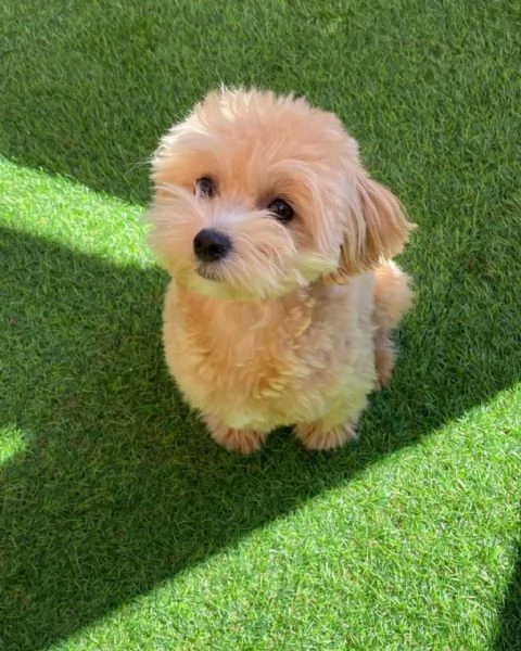 Maltese | Foto 2