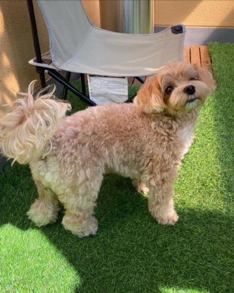 Maltese | Foto 1