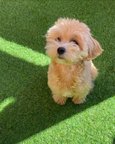 Maltese | Foto 0