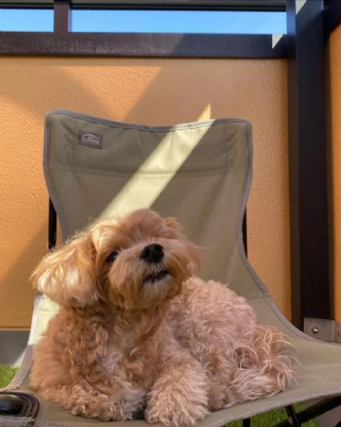 Maltese