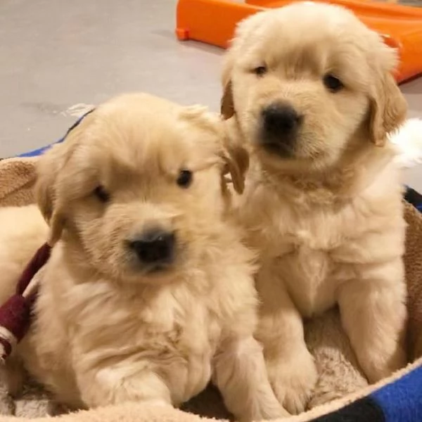 Cuccioli di Golden Retriever | Foto 2