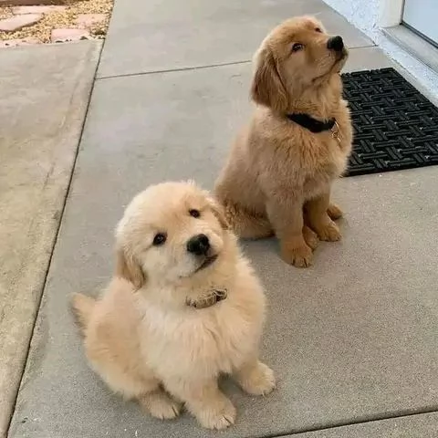Cuccioli di Golden Retriever