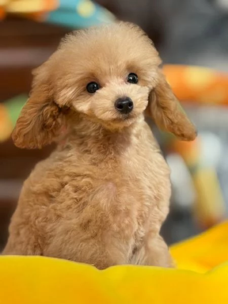 poodle | Foto 2