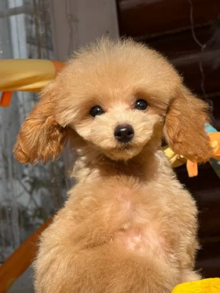 poodle | Foto 1