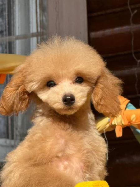 poodle | Foto 0
