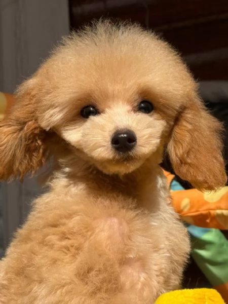 poodle
