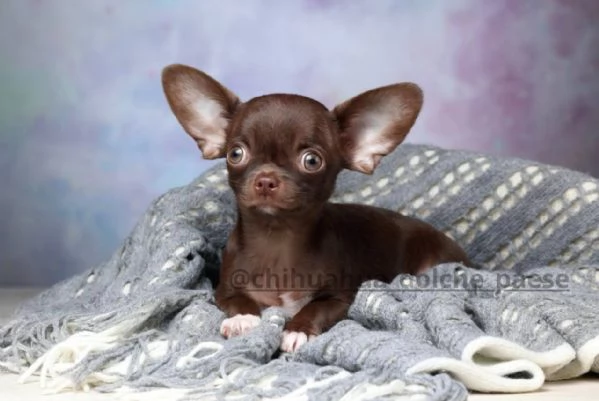Chihuahua