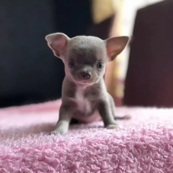 chihuahua | Foto 1