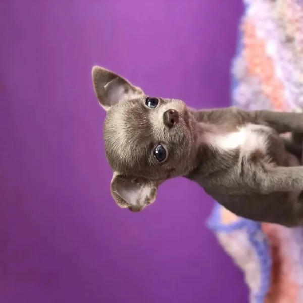 chihuahua | Foto 0