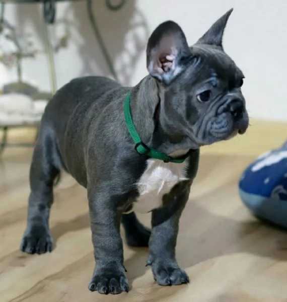 bulldog francese