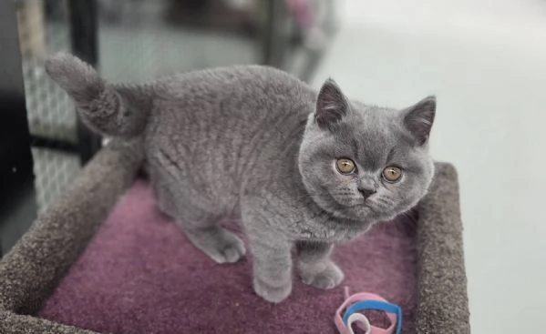 Due British shorthair | Foto 0