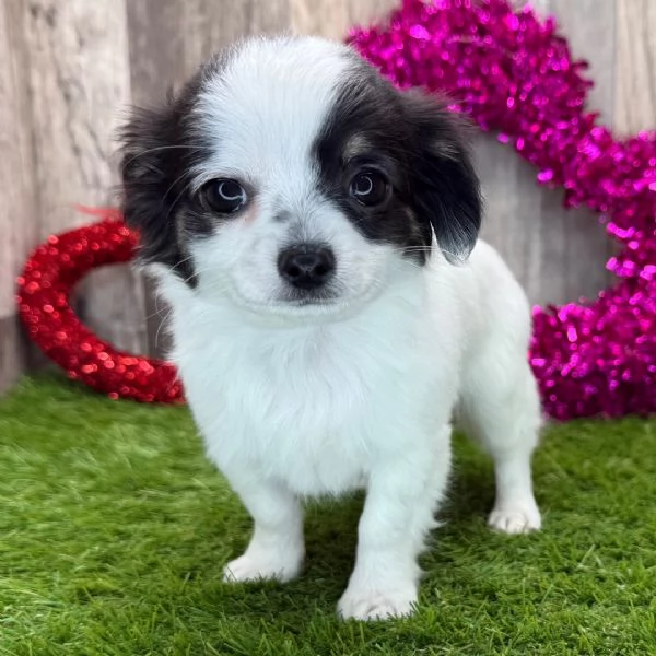 REGALO CHIHUAHUA TOY MERAVIGLIOSI 