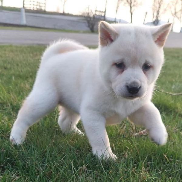  REGALO SHIBA INU