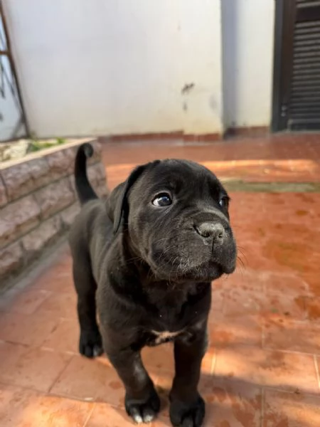 Cuccioli di cane corso  | Foto 5