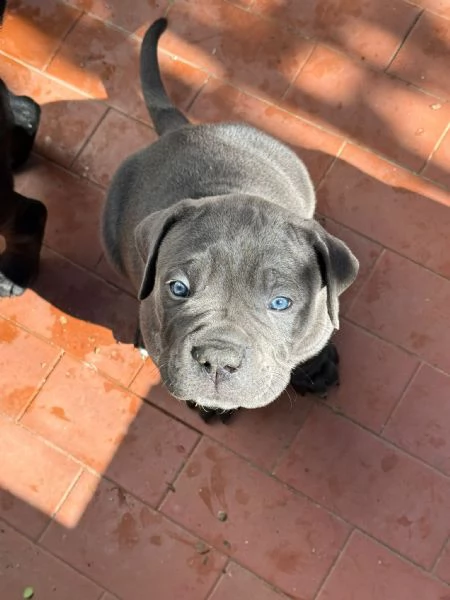 Cuccioli di cane corso  | Foto 4